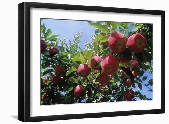 Red Apples on a Tree-David Nunuk-Framed Photographic Print