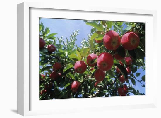 Red Apples on a Tree-David Nunuk-Framed Photographic Print