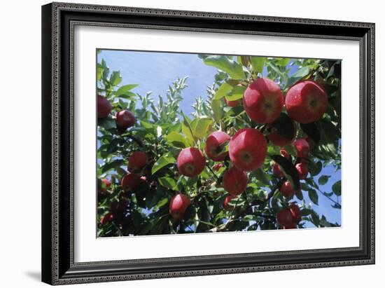 Red Apples on a Tree-David Nunuk-Framed Photographic Print