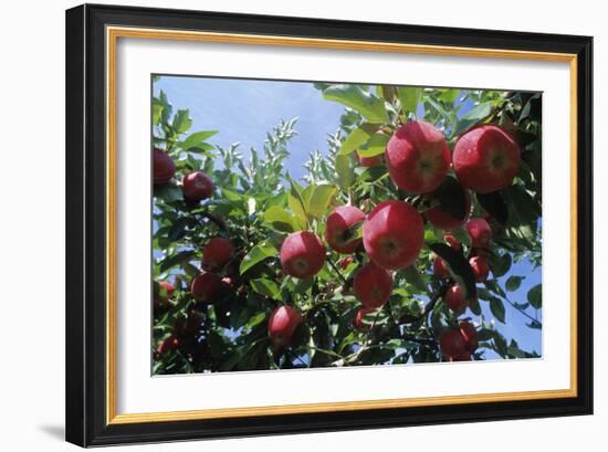 Red Apples on a Tree-David Nunuk-Framed Photographic Print