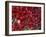 Red Arctic Tundra, Gates of the Arctic National Park, Alaska, USA-Paul Souders-Framed Photographic Print