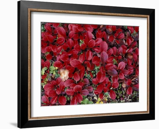 Red Arctic Tundra, Gates of the Arctic National Park, Alaska, USA-Paul Souders-Framed Photographic Print