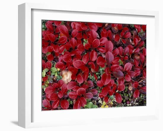 Red Arctic Tundra, Gates of the Arctic National Park, Alaska, USA-Paul Souders-Framed Photographic Print