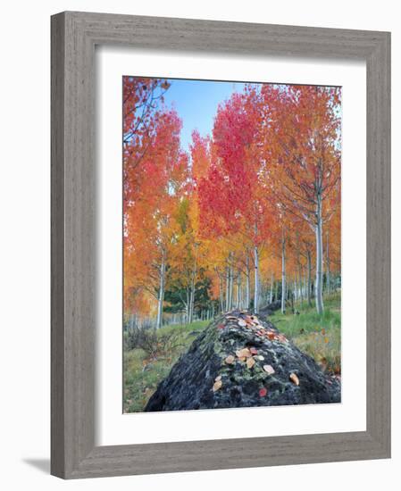 Red Aspen Grove, Boulder Mountain, Dixie National Forest, Utah, USA-Scott T^ Smith-Framed Photographic Print