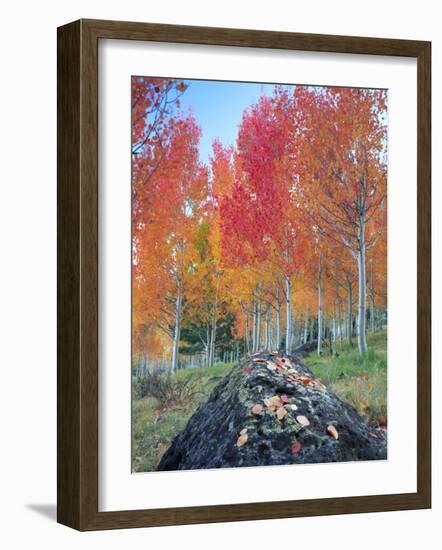 Red Aspen Grove, Boulder Mountain, Dixie National Forest, Utah, USA-Scott T^ Smith-Framed Photographic Print