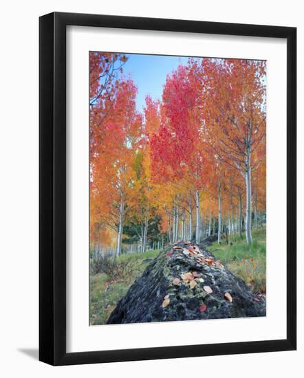 Red Aspen Grove, Boulder Mountain, Dixie National Forest, Utah, USA-Scott T^ Smith-Framed Photographic Print