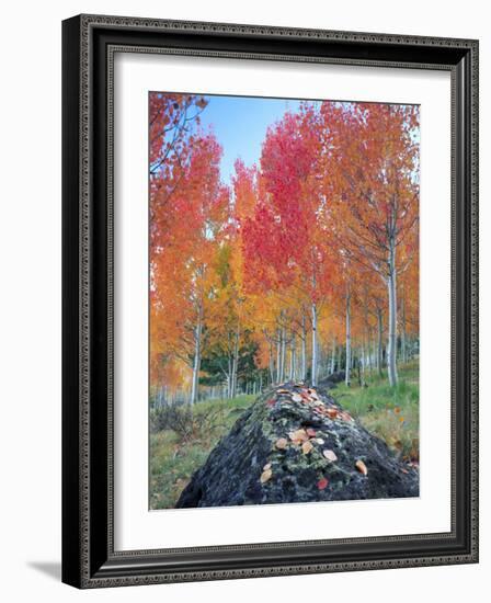 Red Aspen Grove, Boulder Mountain, Dixie National Forest, Utah, USA-Scott T^ Smith-Framed Photographic Print