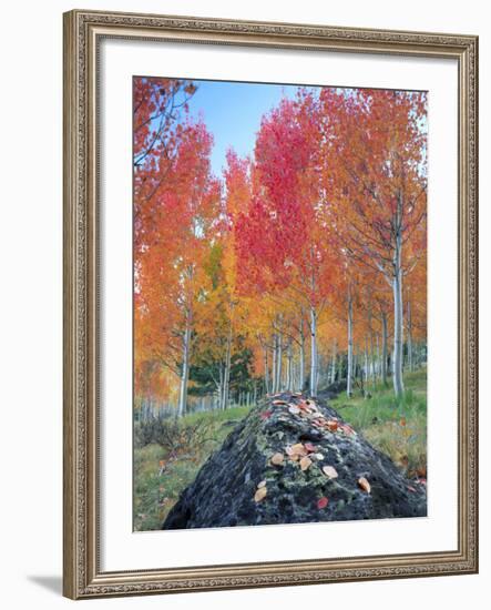 Red Aspen Grove, Boulder Mountain, Dixie National Forest, Utah, USA-Scott T^ Smith-Framed Photographic Print