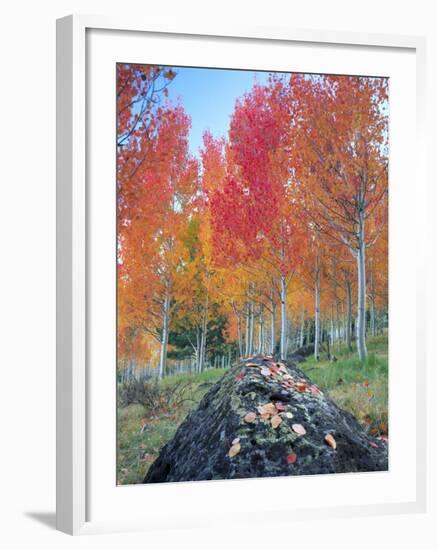 Red Aspen Grove, Boulder Mountain, Dixie National Forest, Utah, USA-Scott T^ Smith-Framed Photographic Print