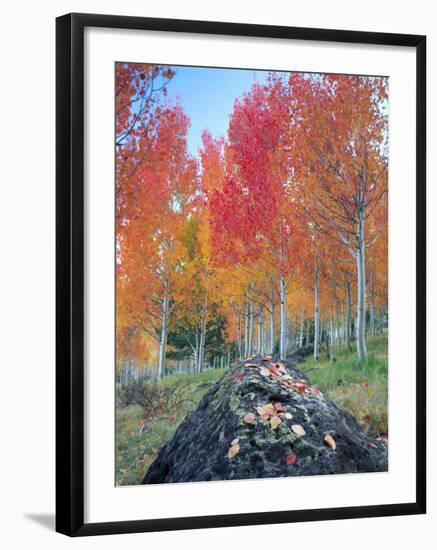 Red Aspen Grove, Boulder Mountain, Dixie National Forest, Utah, USA-Scott T^ Smith-Framed Photographic Print