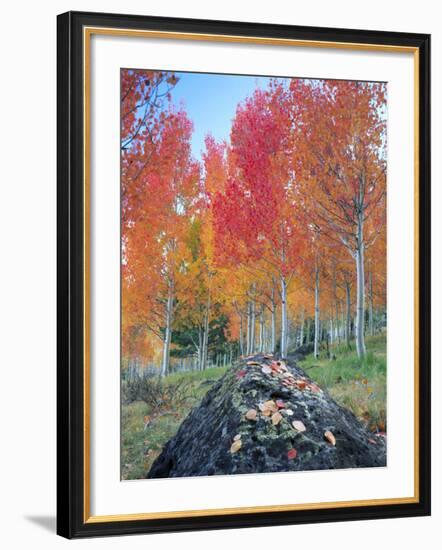 Red Aspen Grove, Boulder Mountain, Dixie National Forest, Utah, USA-Scott T^ Smith-Framed Photographic Print
