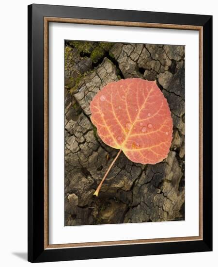 Red Aspen Leaf with Water Drops, Near Telluride, Colorado, United States of America, North America-James Hager-Framed Photographic Print