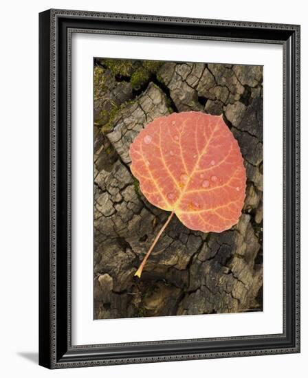 Red Aspen Leaf with Water Drops, Near Telluride, Colorado, United States of America, North America-James Hager-Framed Photographic Print
