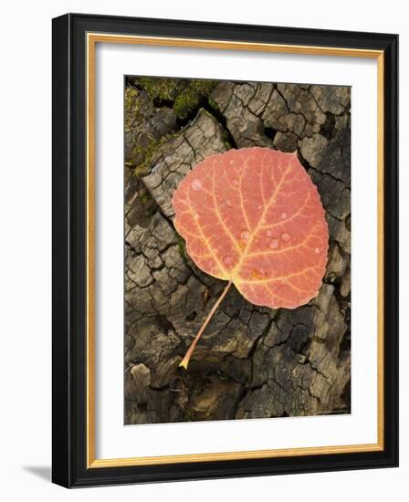 Red Aspen Leaf with Water Drops, Near Telluride, Colorado, United States of America, North America-James Hager-Framed Photographic Print