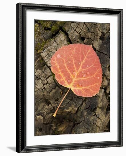 Red Aspen Leaf with Water Drops, Near Telluride, Colorado, United States of America, North America-James Hager-Framed Photographic Print