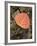 Red Aspen Leaf with Water Drops, Near Telluride, Colorado, United States of America, North America-James Hager-Framed Photographic Print