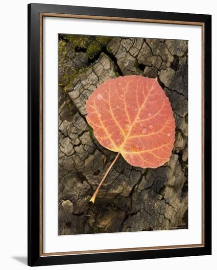 Red Aspen Leaf with Water Drops, Near Telluride, Colorado, United States of America, North America-James Hager-Framed Photographic Print