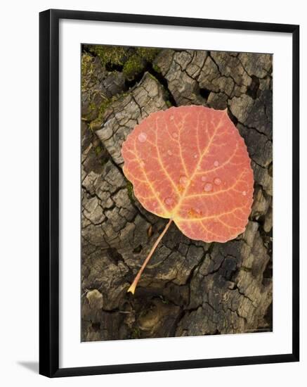 Red Aspen Leaf with Water Drops, Near Telluride, Colorado, United States of America, North America-James Hager-Framed Photographic Print