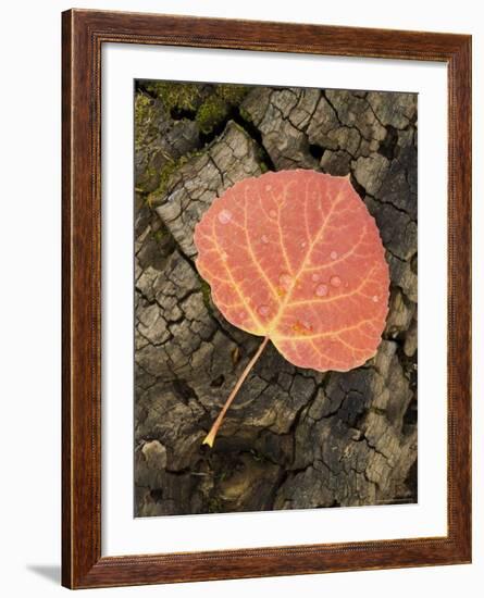 Red Aspen Leaf with Water Drops, Near Telluride, Colorado, United States of America, North America-James Hager-Framed Photographic Print