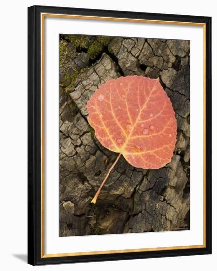 Red Aspen Leaf with Water Drops, Near Telluride, Colorado, United States of America, North America-James Hager-Framed Photographic Print