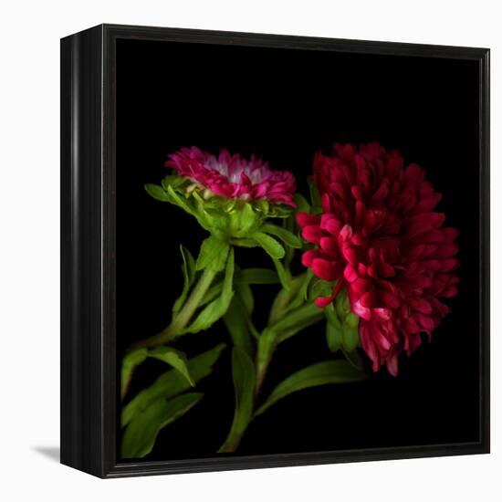 Red Aster I-Magda Indigo-Framed Premier Image Canvas