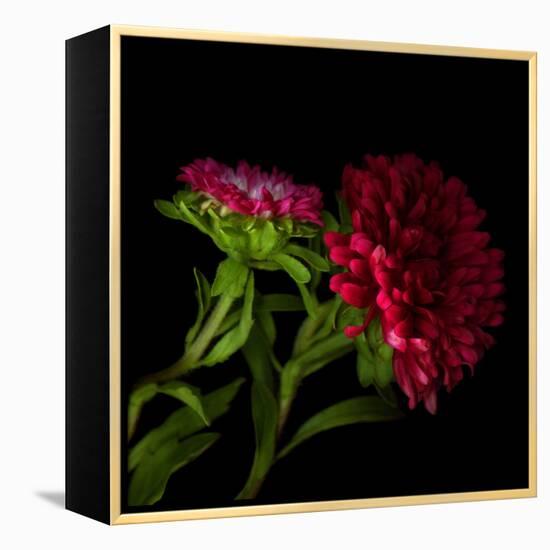 Red Aster I-Magda Indigo-Framed Premier Image Canvas