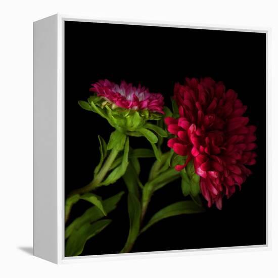 Red Aster I-Magda Indigo-Framed Premier Image Canvas