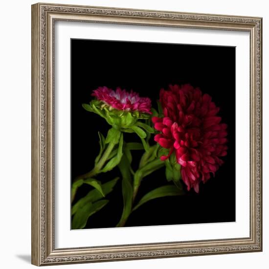 Red Aster I-Magda Indigo-Framed Photographic Print