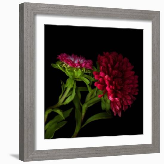 Red Aster I-Magda Indigo-Framed Photographic Print