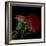 Red Aster I-Magda Indigo-Framed Photographic Print