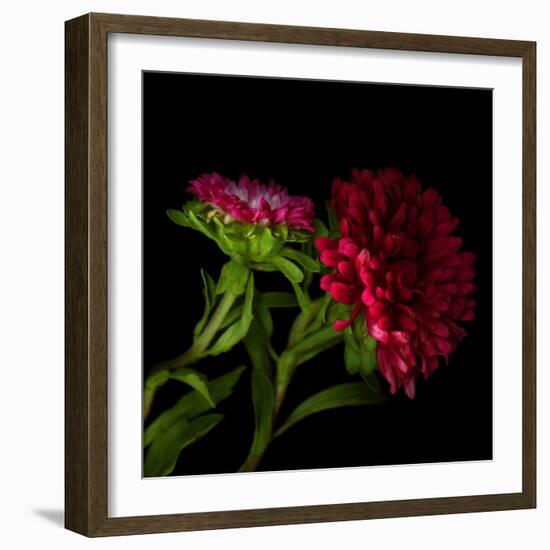 Red Aster I-Magda Indigo-Framed Photographic Print