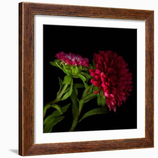 Red Aster I-Magda Indigo-Framed Photographic Print