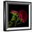 Red Aster I-Magda Indigo-Framed Photographic Print