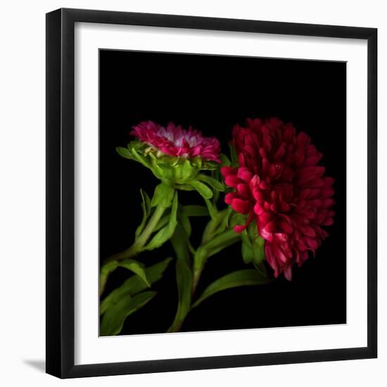 Red Aster I-Magda Indigo-Framed Photographic Print