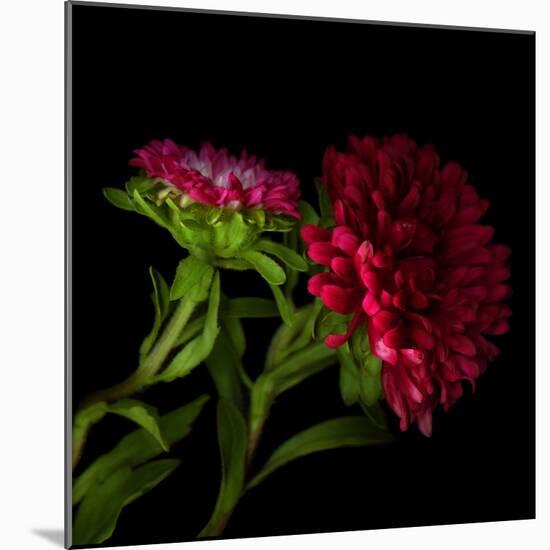 Red Aster I-Magda Indigo-Mounted Photographic Print