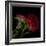 Red Aster I-Magda Indigo-Framed Photographic Print