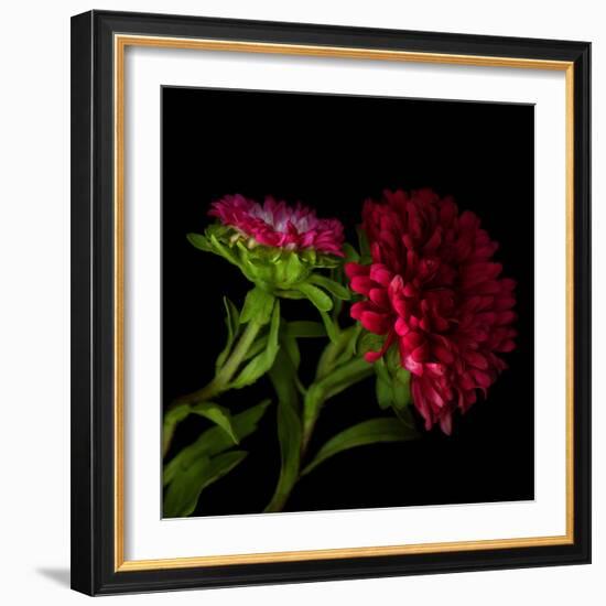 Red Aster I-Magda Indigo-Framed Photographic Print