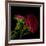 Red Aster I-Magda Indigo-Framed Photographic Print