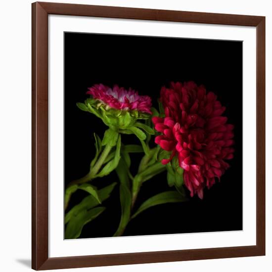 Red Aster I-Magda Indigo-Framed Photographic Print