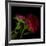 Red Aster I-Magda Indigo-Framed Photographic Print