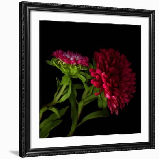 Red Aster I-Magda Indigo-Framed Photographic Print