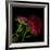 Red Aster I-Magda Indigo-Framed Photographic Print