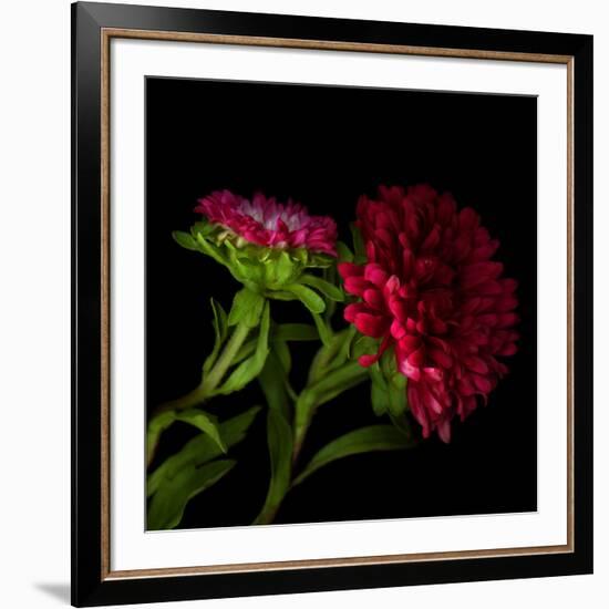 Red Aster I-Magda Indigo-Framed Photographic Print