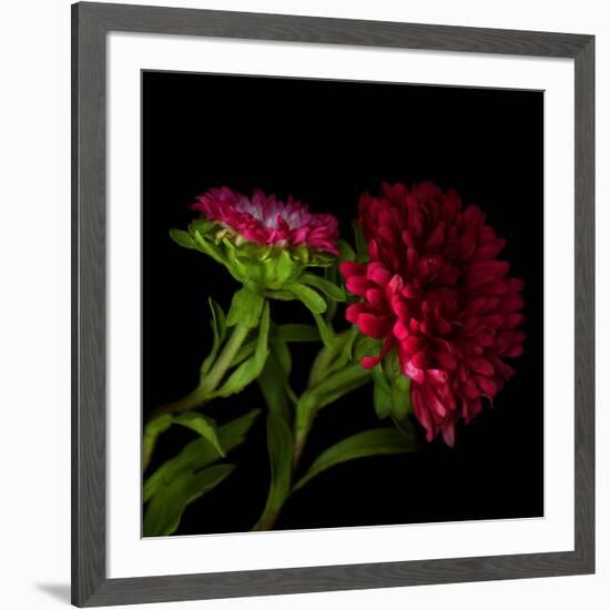 Red Aster I-Magda Indigo-Framed Photographic Print