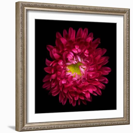 Red Aster II-Magda Indigo-Framed Photographic Print