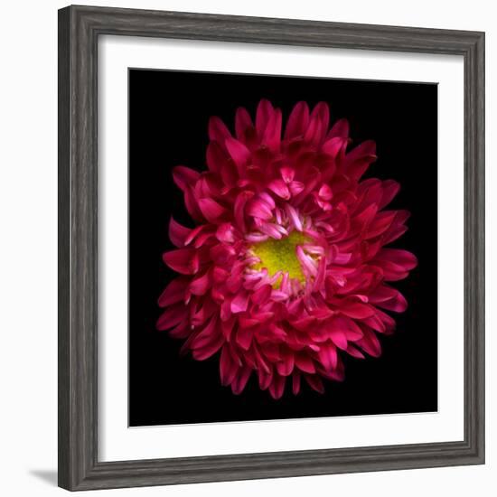 Red Aster II-Magda Indigo-Framed Photographic Print