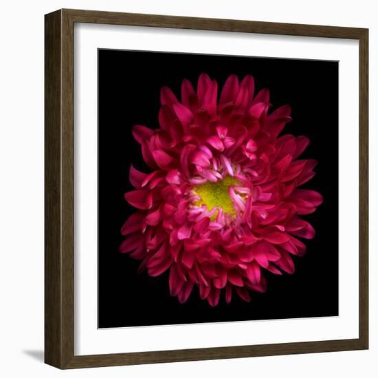 Red Aster II-Magda Indigo-Framed Photographic Print