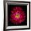 Red Aster II-Magda Indigo-Framed Photographic Print