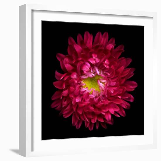 Red Aster II-Magda Indigo-Framed Photographic Print