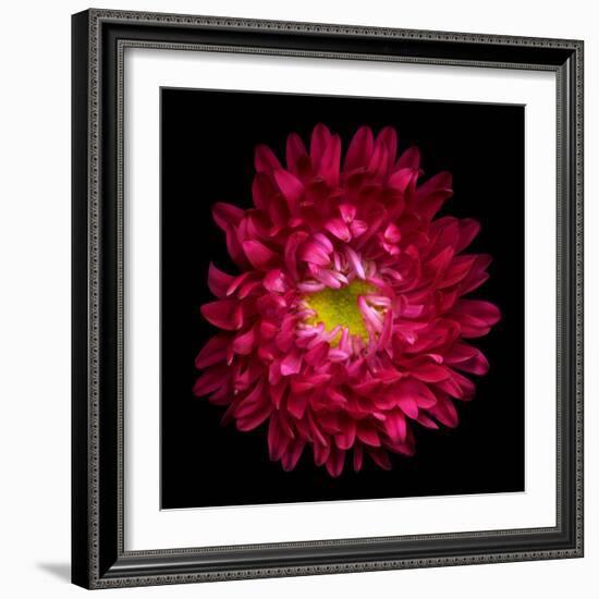 Red Aster II-Magda Indigo-Framed Photographic Print